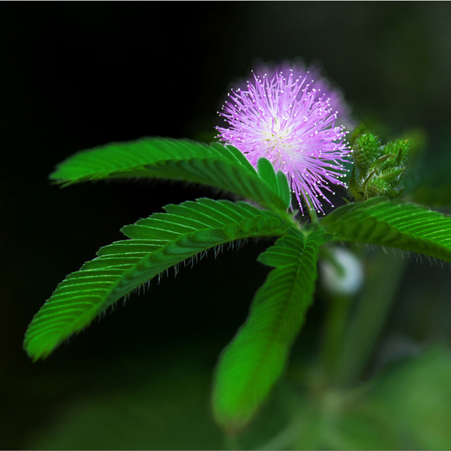 Mimosa pudica - česky citlivka stydlivá - pochází z tropických hornatých krajů jihoamerického kontinentu. Má půvabné kulaté kvítky a její široké zpeřené listy jsou citlivé na dotyk.